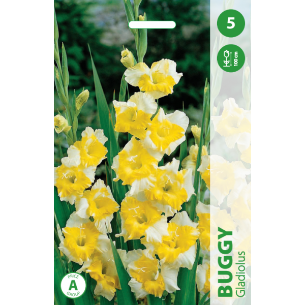 Gladiolus BUGGY