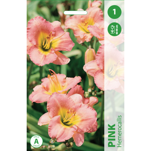 Hemerocallis "PINK" 1pcs