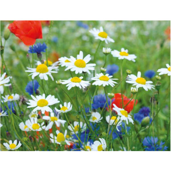 10KG with meadow flowers and herbs GF-894 Lawn seeds mix