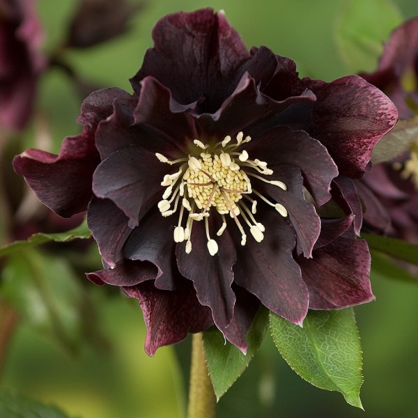 Helleborus Double Ellen Purple 1pc