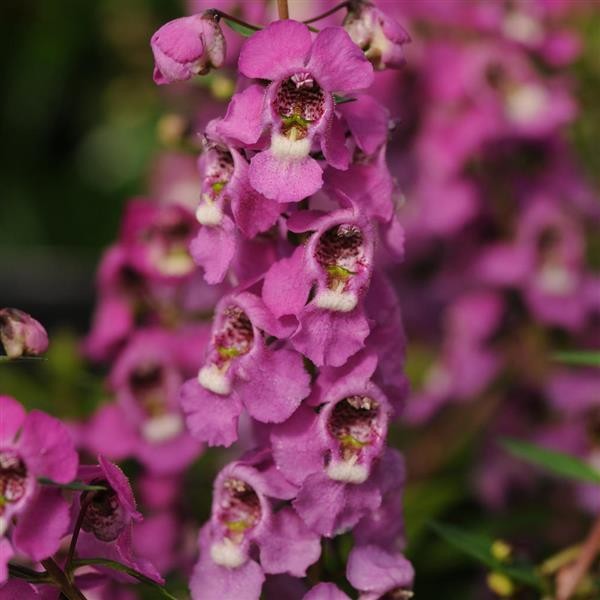 Summer Snapdragon Raspberry 5 seeds