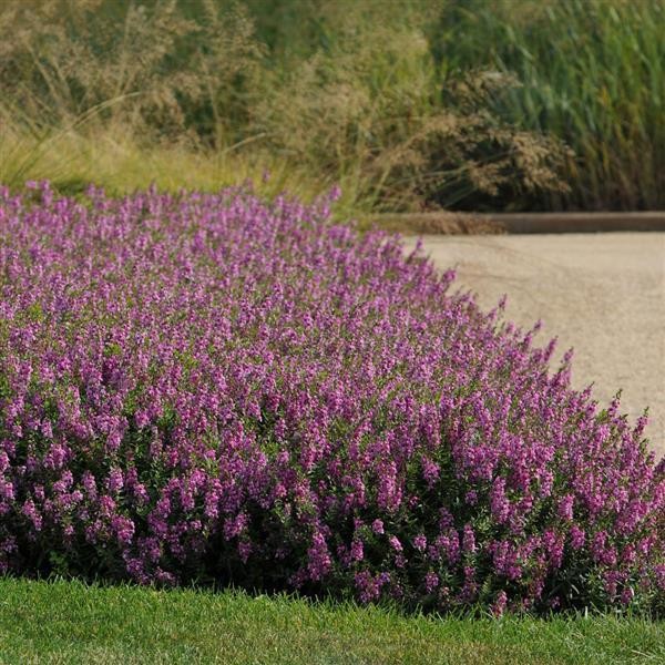 Summer Snapdragon Raspberry 5 seeds