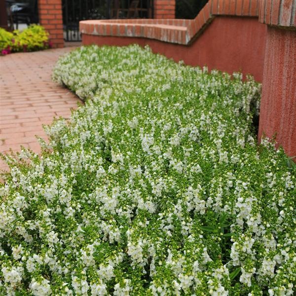 Summer Snapdragon White 5 seeds