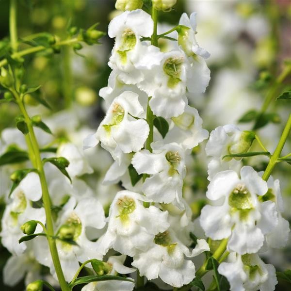 Summer Snapdragon White 5 seeds