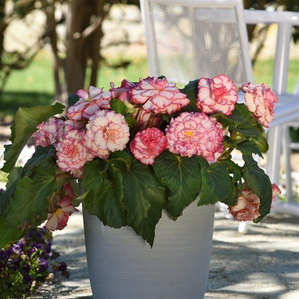 Begonia x tuberosa White Pink 10 seeds