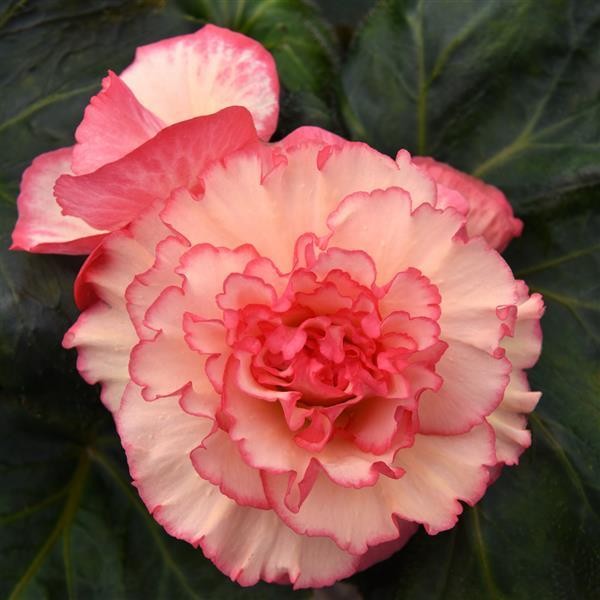 Begonia x tuberosa White Pink 10 seeds