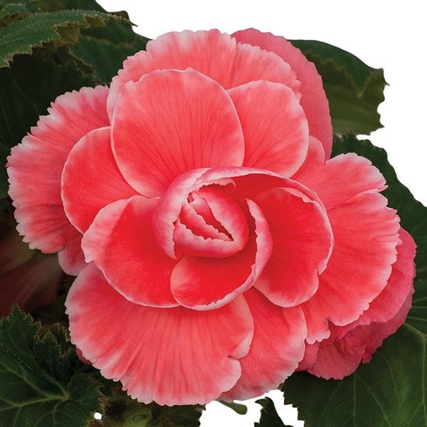 Begonia x tuberosa Melon Lace 10 seeds