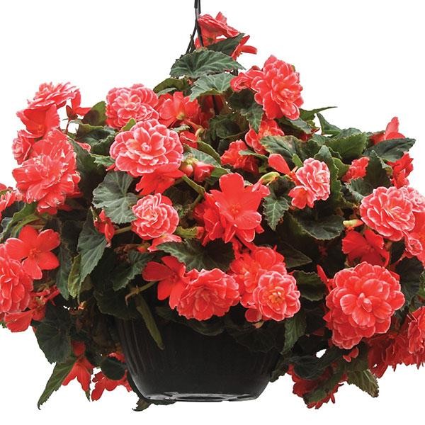 Begonia x tuberosa Melon Lace 10 seeds