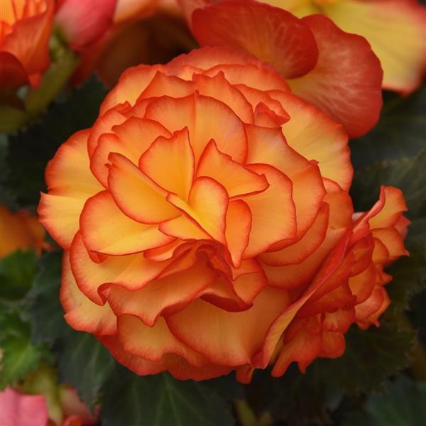 Begonia x tuberosa Sun Glow 10 seeds