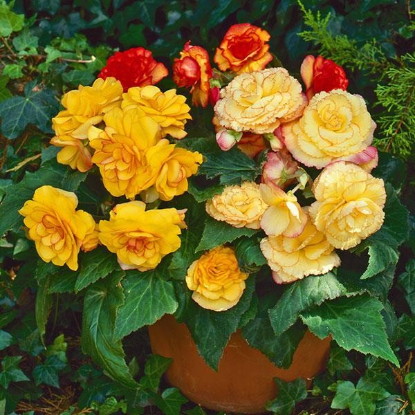 Begonia x tuberosa Sunset Shade 10 seeds