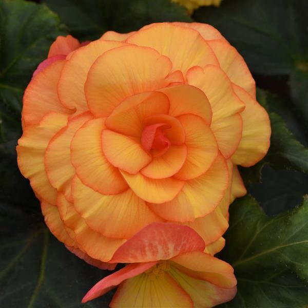 Begonia x tuberosa Sunset Shade 10 seeds