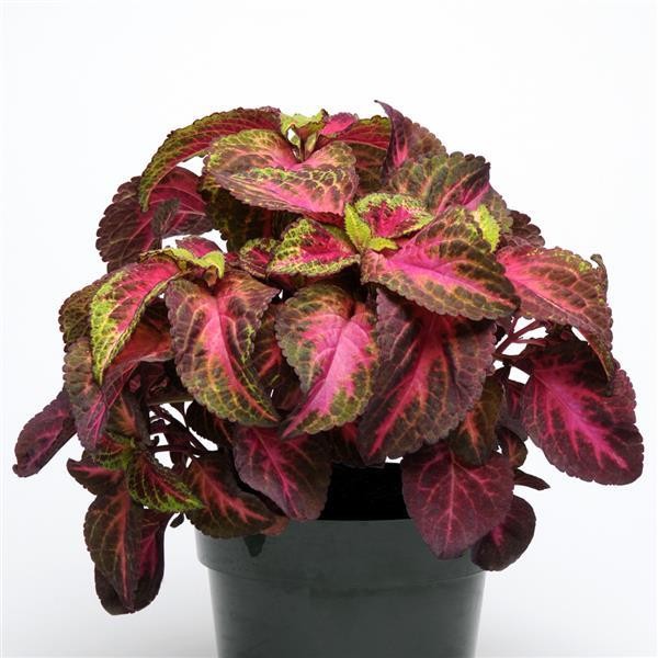 Premium Sun Coleus Rose Lime Magic 5 seeds