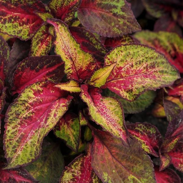 Premium Sun Coleus Rose Lime Magic 5 seeds