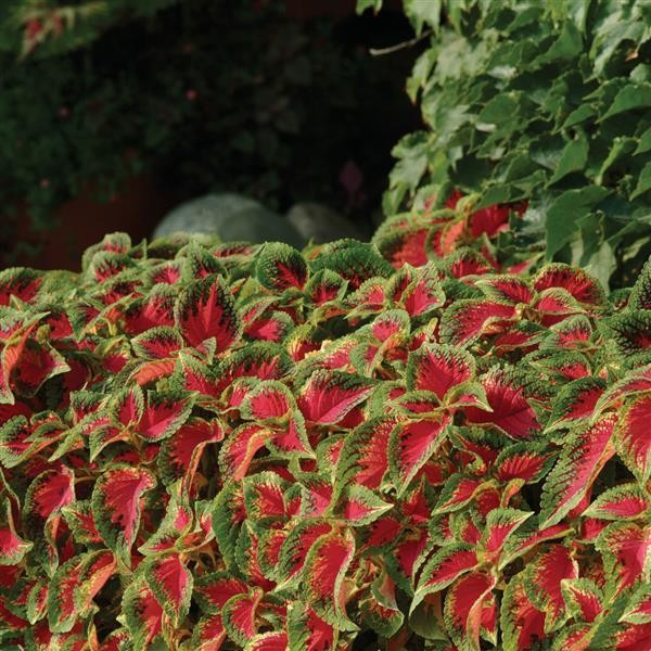 Premium Sun Coleus Watermelon 5 seeds