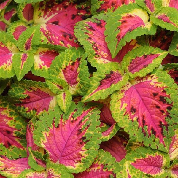 Premium Sun Coleus Watermelon 5 seeds