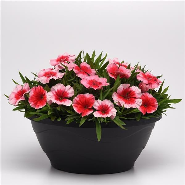 Single Dianthus Strawberry 10 seeds