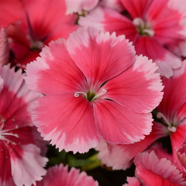 Single Dianthus Strawberry 10 seeds