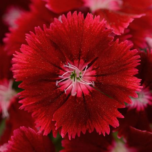 Dianthus chinensis x barbatus Crimson 5 seeds