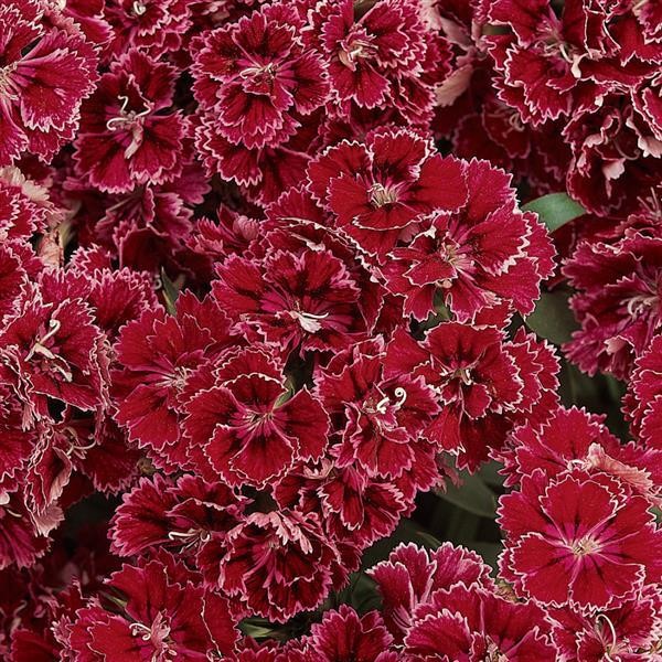 Double-Flowered Dianthus Rose Lace 5 seeds