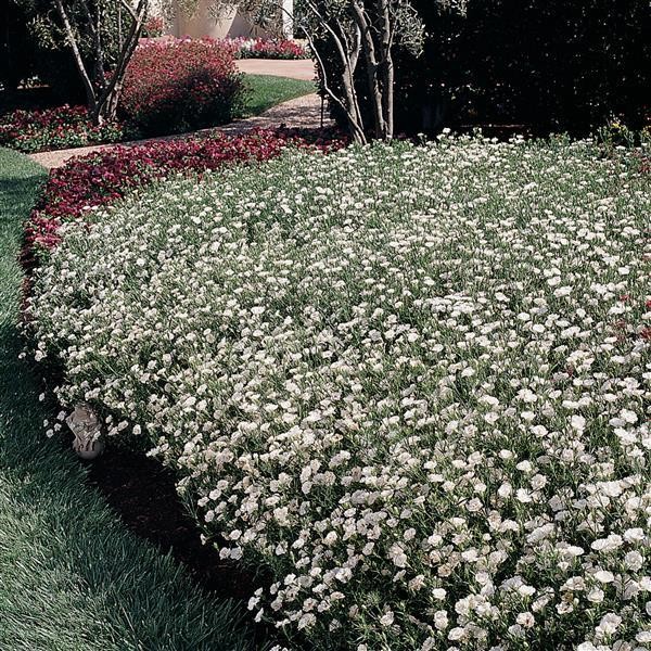 Double-Flowered Dianthus White Blush 5 seeds