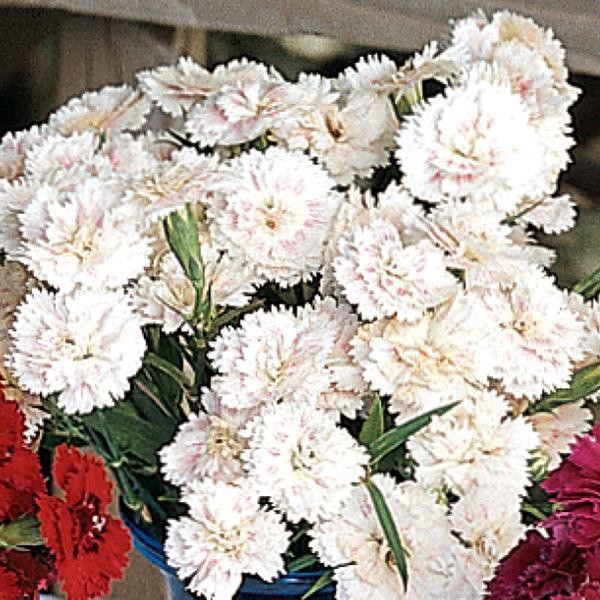 Double-Flowered Dianthus White Blush 5 seeds