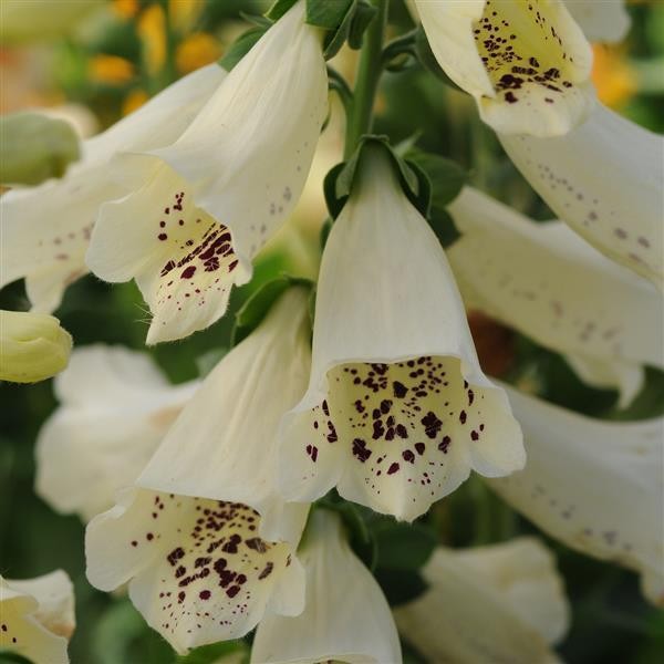 Digitalis purpurea Creme 10 seeds