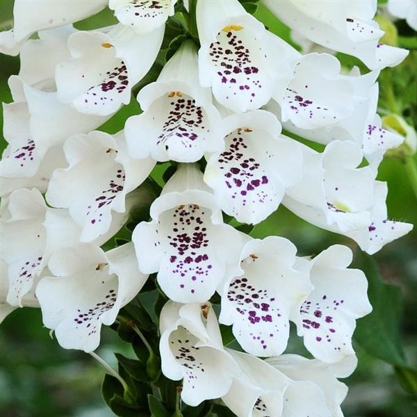 Digitalis purpurea White 10 seeds