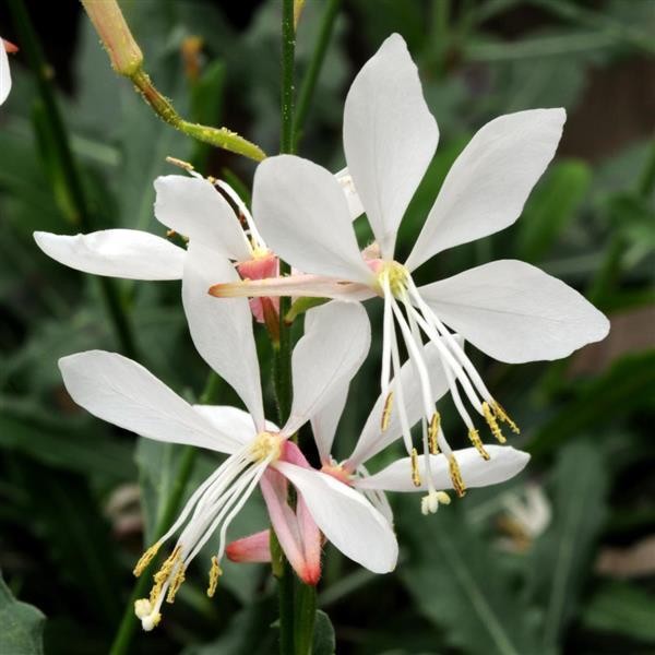 Gaura White 5 seeds