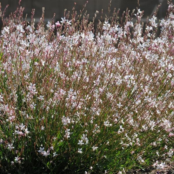 Gaura White 5 seeds