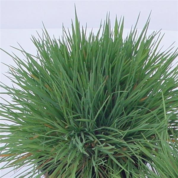 Koeleria glauca Coolio 5 seeds