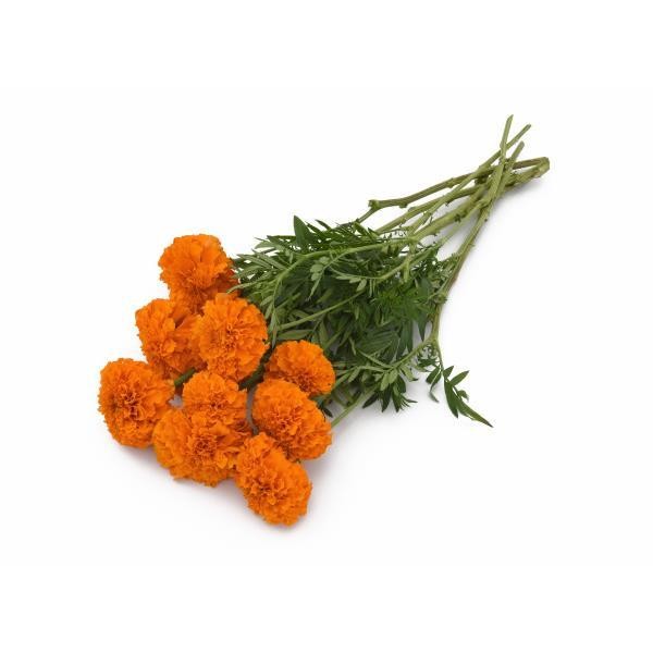 Marigold big Orange 10 seeds