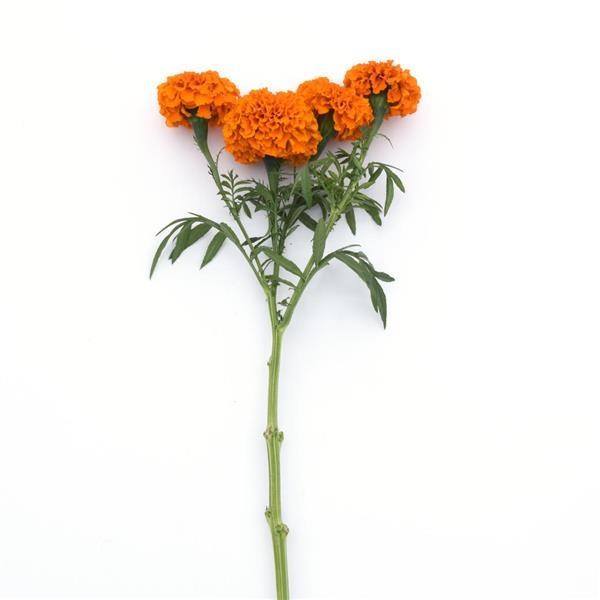 Marigold big Orange 10 seeds