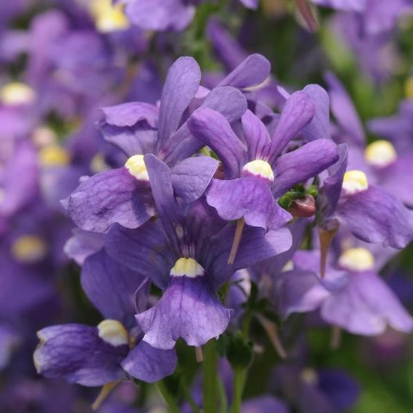 Nemesia foetans Blue 10 seeds