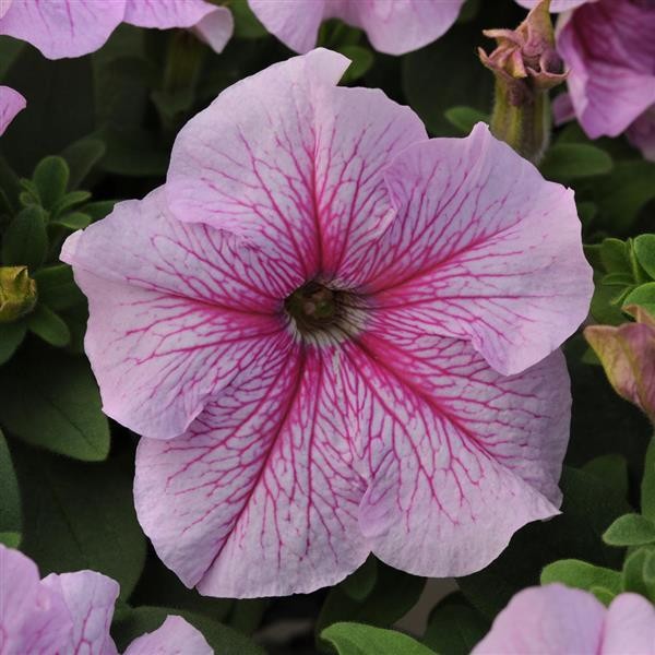 Nursery petunia Peppermint 10s