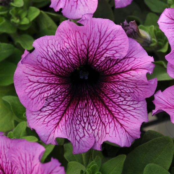 Nursery Petunia Sugar 10s