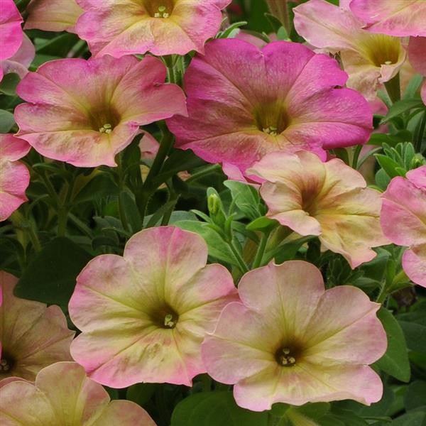 Single Multiflora Petunia Dusty Rose 5 seeds