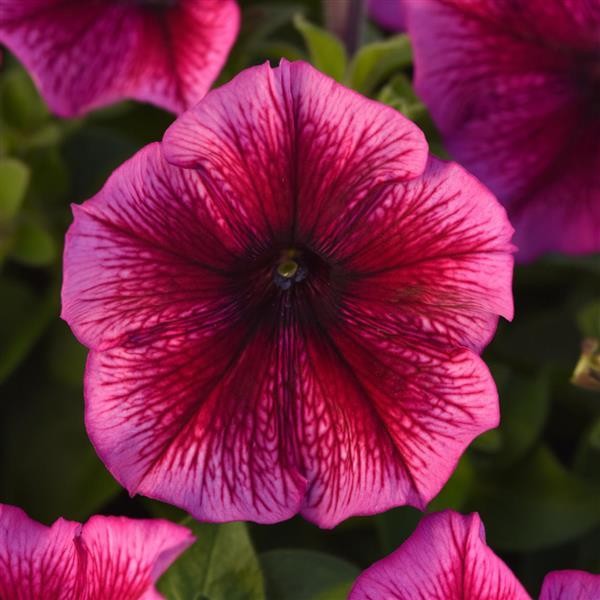 Nursery petunia Plum 10s