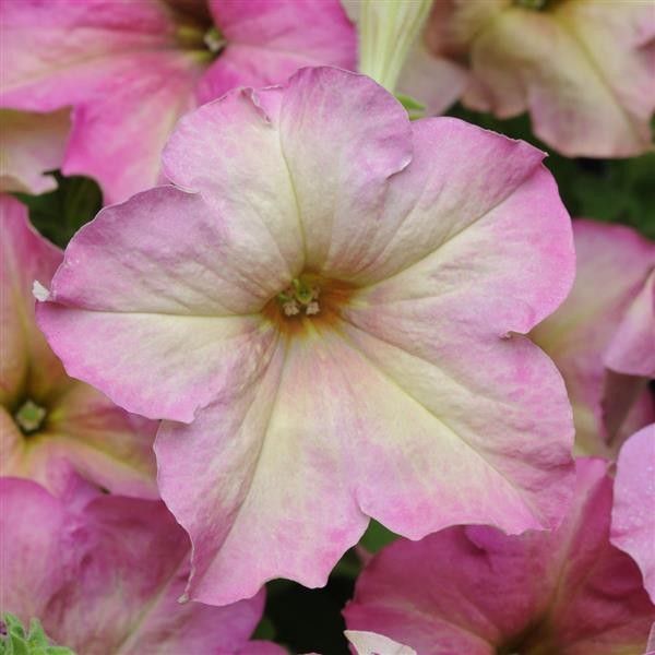 Single Grandiflora Petunia Antique Shades 5 seeds