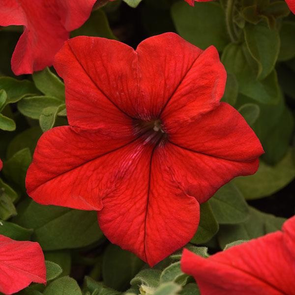 Nursery Petunia Red 10s