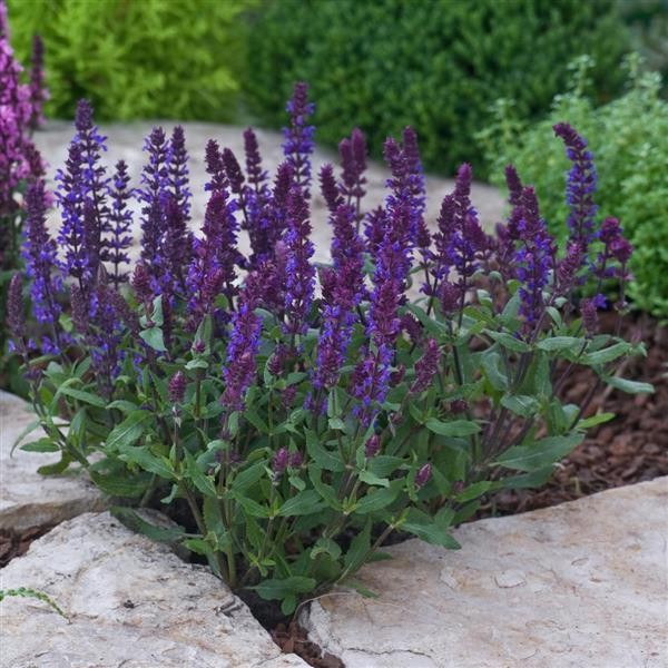 Salvia nemorosa Blue 10 seeds