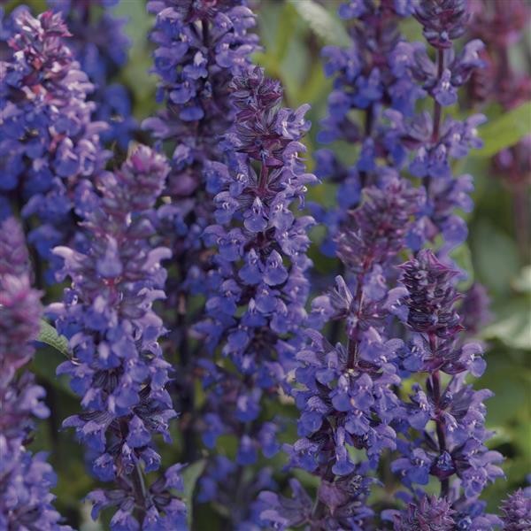 Salvia nemorosa Blue 10 seeds