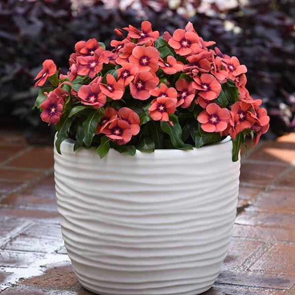 Upright Vinca ( Catharanthus roseus) Tangerine