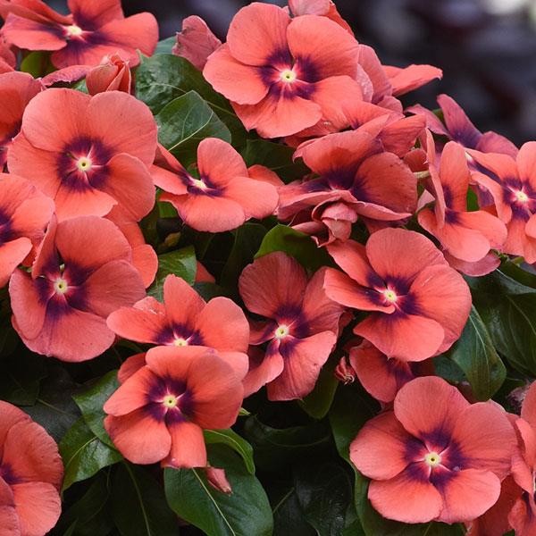 Upright Vinca ( Catharanthus roseus) Tangerine