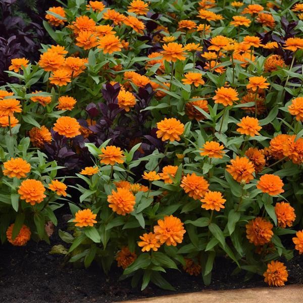 Zinnia marylandica Bright Orange 10 seeds