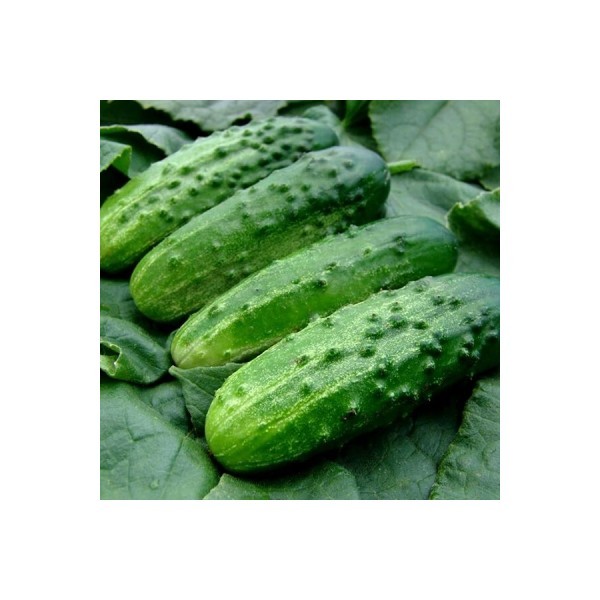 Cucumber Dolomit 10s