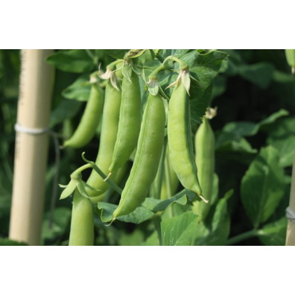 Green Peas Jantar 1kg