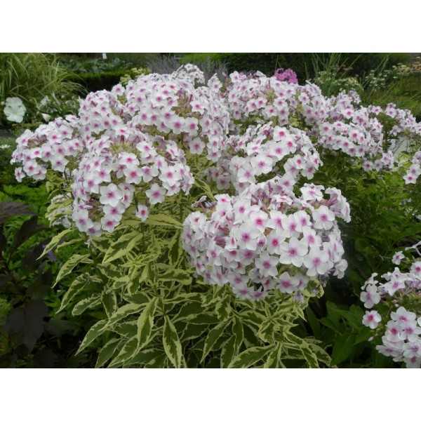 Phlox Norah Leigh 1pc.