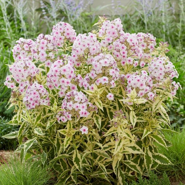 Phlox Norah Leigh 1pc.