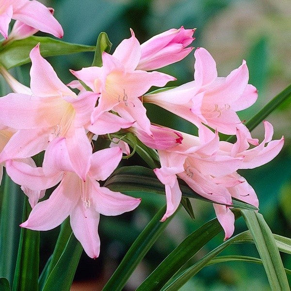 Amarcrinum Howardii 1pc.