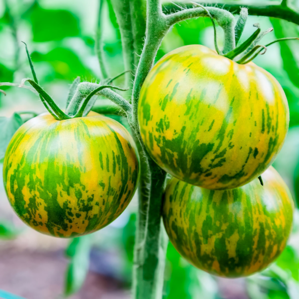 TOMATO GREEN ZEBRA 10s